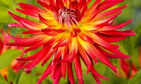 53 low maintenance perennials perfect for landscaping your flower garden. Zone 3 Flowers And Plants Zone 3 Flowers Cool Plants Plants