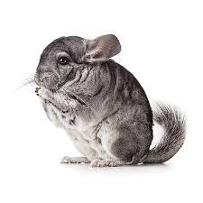 Let preloved help find a loving new home for your pet. Female Chinchilla For Sale Live Small Pets Petsmart
