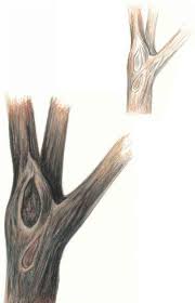 How to draw trees with pencil.trees are lovely. Sketch The Trunk And Apply The Lightest Tones Drawing In Colored Pencil