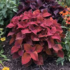 Image result for Coleus betonicifolius
