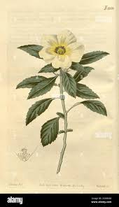 Image result for Turneraceae