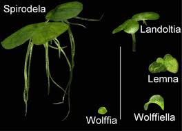 Image result for Wolffiella