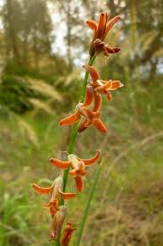 Image result for Dipcadi vaginatum