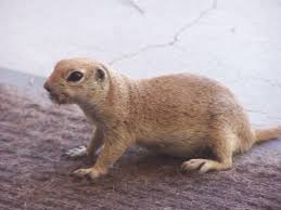 Mornings are a busy time in a prairie dog town as the residents come out to eat the grasses and weeds growing near their burrow entrances. Common Mammals At Casa Grande Ruins Casa Grande Ruins National Monument U S National Park Service