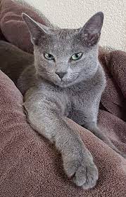 Goodz Advice Usually Ignored No Reason Notz To Give It Russian Blue Cat Russian Blue Blue Cats