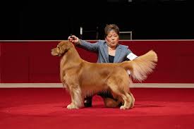 Groups akc sporting dogs fci group viii.: Dog Training Tips For Dog Show Ready Dog People Com
