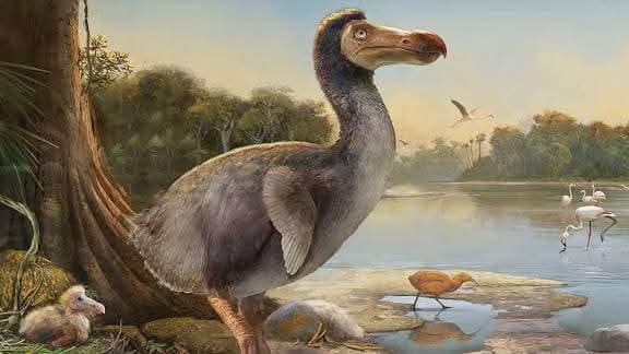 El dodo (Raphus cucullatus) fue un ave no voladora originaria de la isla de  Mauricio, en el océano Índico, que se extinguió alrededor de 1681.  Pertenecía a la familia Raphidae, relacionada con