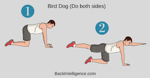 Lumbar (lower back) muscles are spinal rectifiers. 6 Exercises To Strengthen Lower Back And Core Muscles