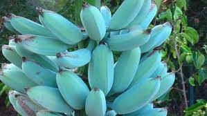 We did not find results for: The Blue Banana That Tastes Just Like Vanilla Ice Cream Nspirement In 2021 Vanilla Ice Cream Banana Blue Banana