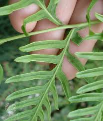 Image result for Pteris dentata