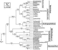 Image result for Neuracanthus africanus