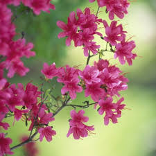 Japanese Azalea Rhododendron Geisha Pink 15 20cm Tall In 2l Pot Pink Flowers Blommor Tradgard Fargat Har