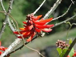 Image result for Erythrina lysistemon