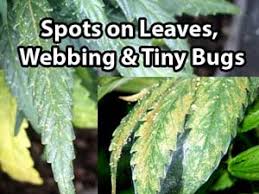 We did not find results for: Spider Mites Get Rid Of Them Pestujte Jednoduse