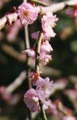 Image result for Coleus sessilifolius