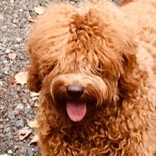 These energetic labradoodle puppies are a cross between the standard poodle & the labrador retriever. Courtland S Australian Labradoodles Home Facebook