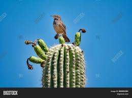 Cactus_wren_(campylorhynchus_brunneicapillus)_on_saguaro_cactus.webm ‎(webm audio/video file, vp8/vorbis, length 3 min 39 s, 640 × 480 pixels, 1.36 mbps overall). Saguaro Cactus Fruit Image Photo Free Trial Bigstock