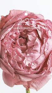 Flower Wallpaper Cute Iphone Wallpaper Tumblr Flower Iphone Wallpaper Girl Iphone Wallpaper