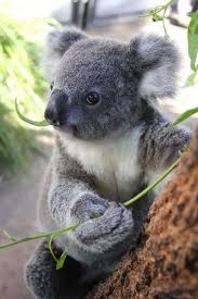 So Cute Cute Baby Animals Koalas Cute Animals