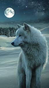 Find and download wolf iphone wallpapers wallpapers, total 20 desktop background. 23 Wolf Iphone Wallpapers Wallpaperboat