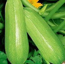 May 20, 2021 · second, think about size. How To Grow Zucchini Indoors Miss Chen Garden Manage Gfinger Es La App De Jardineria Mas Profesional