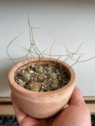 Image result for Schizobasis