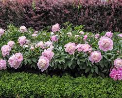 Maybe you would like to learn more about one of these? 7 Myths About Planting Peonies This Plant Expert Wants You To Know Country
