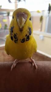 Https Www Facebook Com Photo Php Fbid 10213514814298964 Budgies Pet Birds Parakeet