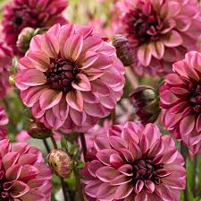 Plant Results National Garden Bureau Colorful Garden Longfield Gardens Summer Bulbs