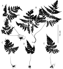 Image result for Triplophyllum protensum