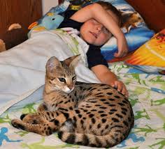 Looking at camera with green eyes. All Savannah Cats And Children Happily Share A Household