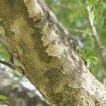 Image result for Heteropyxis natalensis