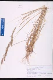 Image result for Eragrostis phyllacantha
