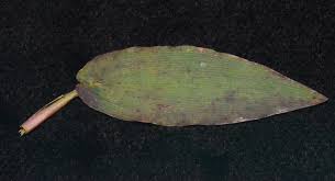 Image result for Panicum carneovaginatum