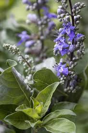 Image result for Vitex fischeri