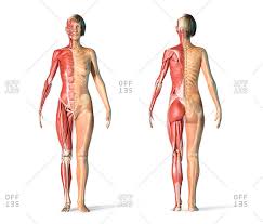 Female Skeletal And Muscular Systems Rear And Front Views On White Background Stock Photo Offset