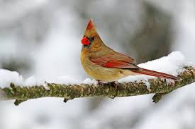 Bird With Red Mohawk And Orange Beak Female Cardinal In Wisconsin Snow Colorful Birds Pet Birds Backyard Birds