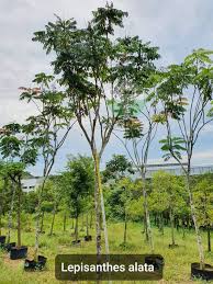 Image result for Lepisanthes