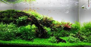 Image result for Elatine