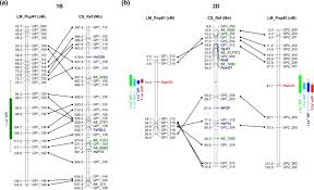 Urmareste camera 309 online subtitrat. Effects Of Rht B1 And Ppd D1 Loci On Pollinator Traits In Wheat Springerlink