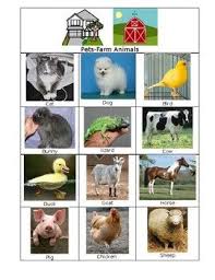 Pin On Sorting And Classifying Ideas