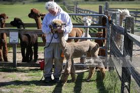 Barn Manager Eric DeWitt works with an alpaca at Island Alpaca... News  Photo