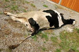 Botulismus ist eine seltene vergiftung, die durch das bakterium clostridium botulinum hervorgerufen wird. Botulismus Ballensilage Com