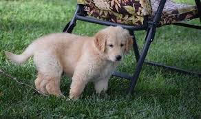 Maybe you would like to learn more about one of these? Golden Retriever Puppies For Sale Vancouver Wa 217260