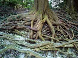 Medusa Yew Tree The Silent Pool Ancient Yew Tree Tree Visual