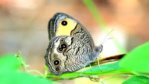 Image result for Nicolasia stenoptera