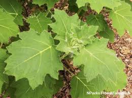 Image result for Solanum mammosum