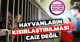 Hayvanlarin Kisirlastirilmasi Caiz Degil Son Dakika Haberler