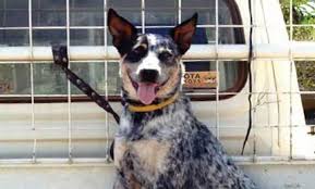 The dog cannot move around within the they may also prevent the dog from jumping out of the car. Seats And Seat Belts