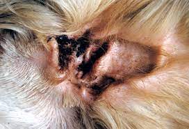 Slideshow Skin Problems In Cats Animals Animal Magic Ear